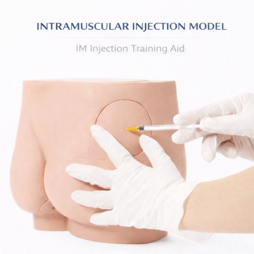 Buttock Intramuscular Injection Training Model – Gluteal IM Injection Practice Simulator